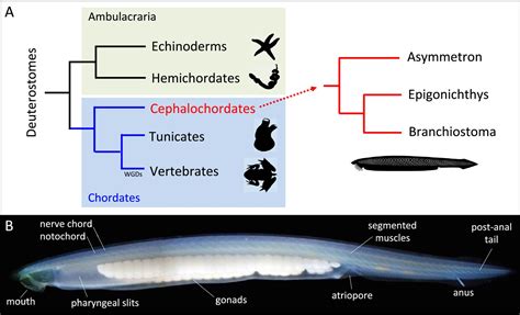 how are lampreys similar to lancelets and tunicates - Branches on the Tree of Life DVD CHORDATES Written and .